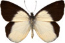 schmetterling032080.jpg