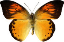 schmetterling032081.jpg