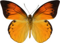 schmetterling032082.jpg