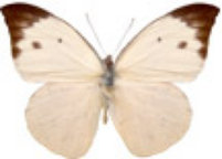 schmetterling032083.jpg