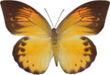 schmetterling032084.jpg