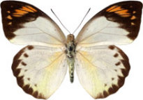 schmetterling032085.jpg