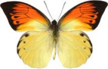 schmetterling032086.jpg