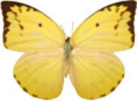 schmetterling032087.jpg