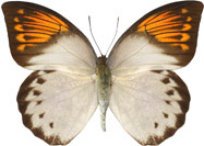 schmetterling032088.jpg