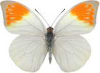 schmetterling032089.jpg