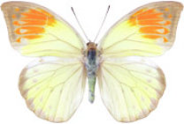 schmetterling032090.jpg