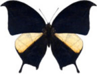 schmetterling032091.jpg