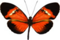 schmetterling032092.jpg