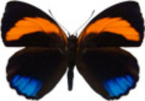 schmetterling032093.jpg