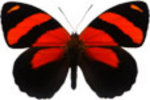 schmetterling032094.jpg