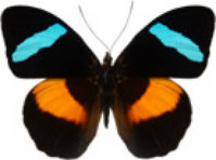 schmetterling032095.jpg