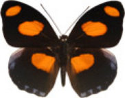schmetterling032097.jpg