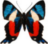 schmetterling032098.jpg