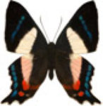 schmetterling032099.jpg