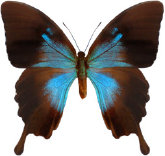 schmetterling0330100.jpg