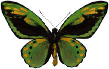 schmetterling0330101.jpg