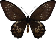 schmetterling0330102.jpg