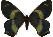 schmetterling0330104.jpg