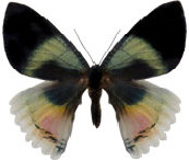 schmetterling0330105.jpg