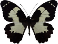 schmetterling0330106.jpg