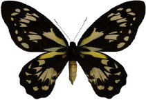 schmetterling0330107.jpg