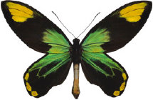 schmetterling0330108.jpg