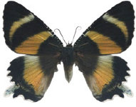 schmetterling0330109.jpg