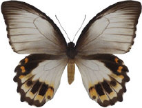 schmetterling0330110.jpg