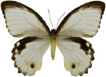 schmetterling0330111.jpg