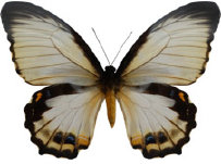 schmetterling0330112.jpg