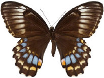 schmetterling0330113.jpg