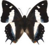 schmetterling0330114.jpg