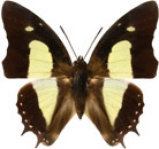 schmetterling0330115.jpg