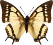schmetterling0330116.jpg