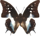 schmetterling0330117.jpg