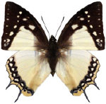 schmetterling0330118.jpg