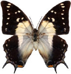 schmetterling0330119.jpg