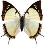 schmetterling0330120.jpg