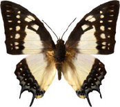 schmetterling0330121.jpg