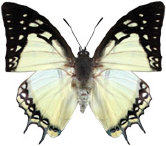 schmetterling0330122.jpg