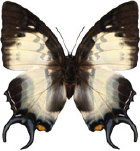 schmetterling0330123.jpg