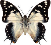 schmetterling0330124.jpg
