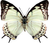 schmetterling0330125.jpg