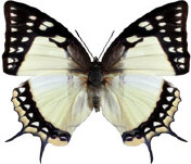 schmetterling0330126.jpg