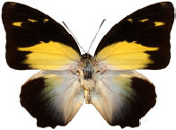 schmetterling0330127.jpg
