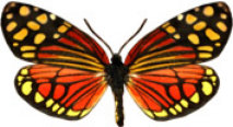schmetterling0330128.jpg