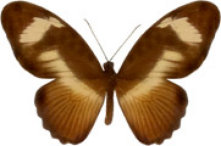 schmetterling033061.jpg
