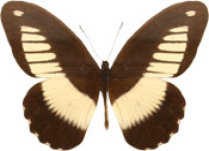 schmetterling033062.jpg