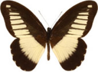 schmetterling033063.jpg